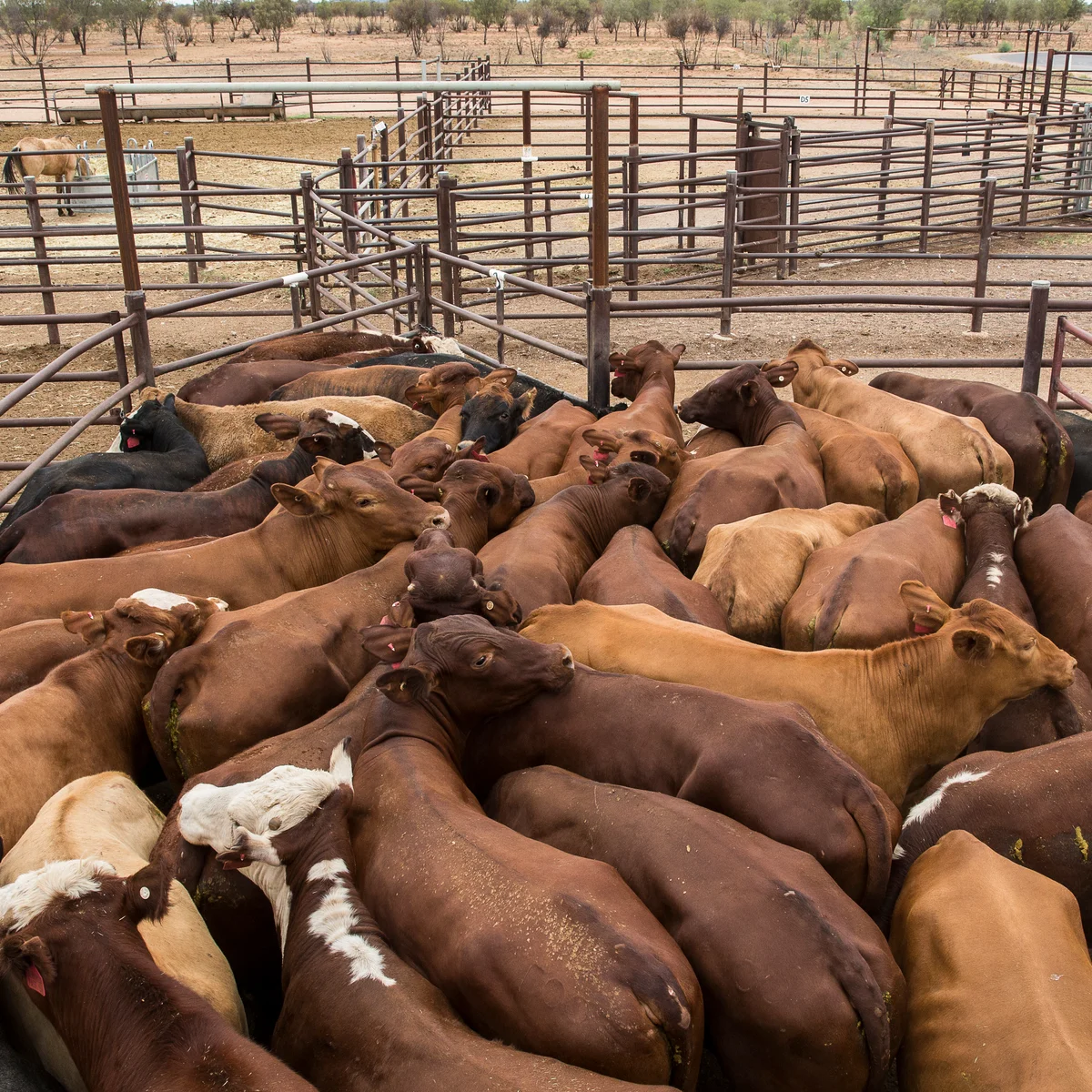 Communal Cattle Heritage