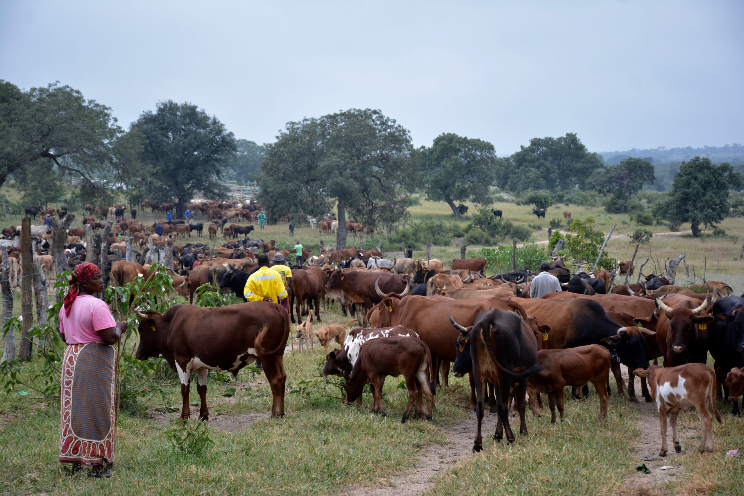 Communal Cattle Heritage
