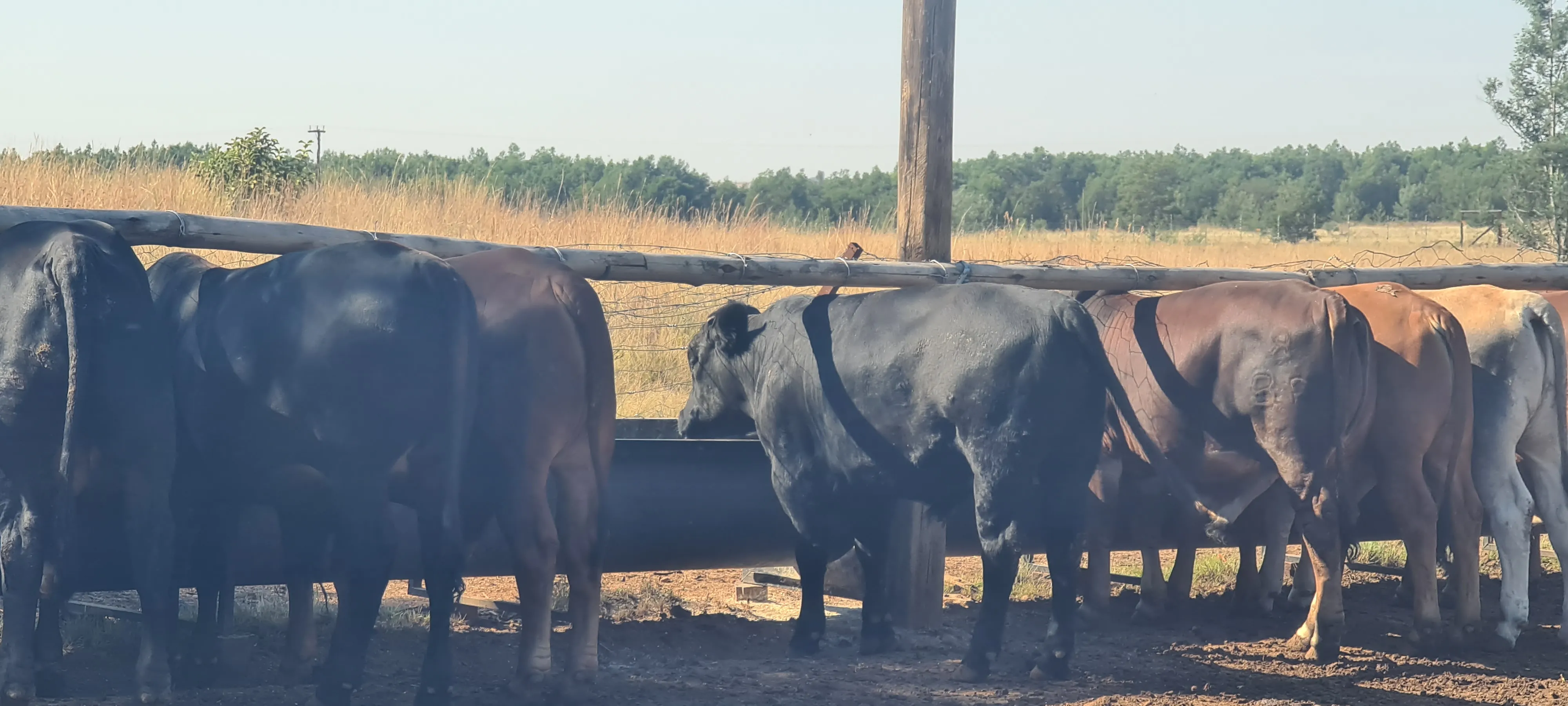 Acacian View Feedlots Gallery Image 4