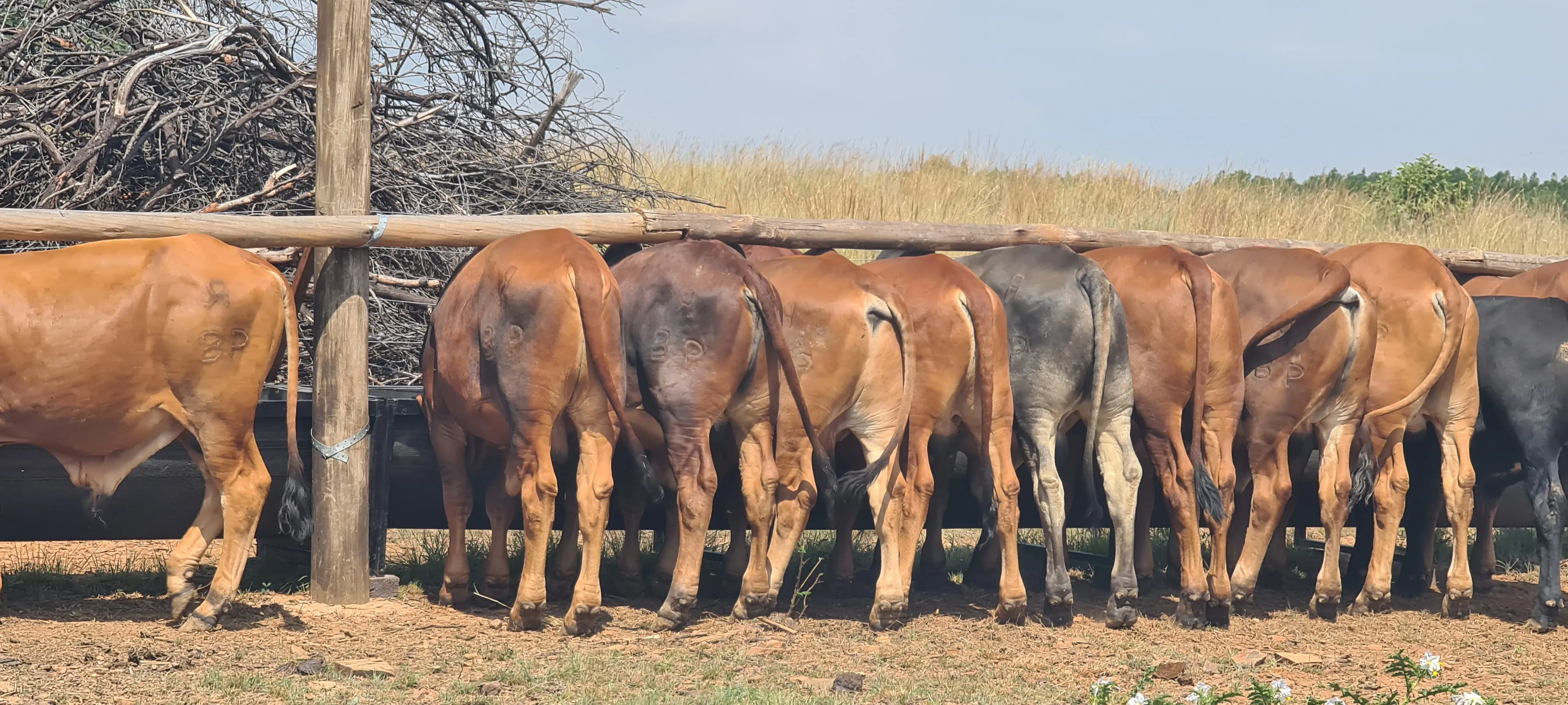 Acacian View Feedlots Gallery Image 5