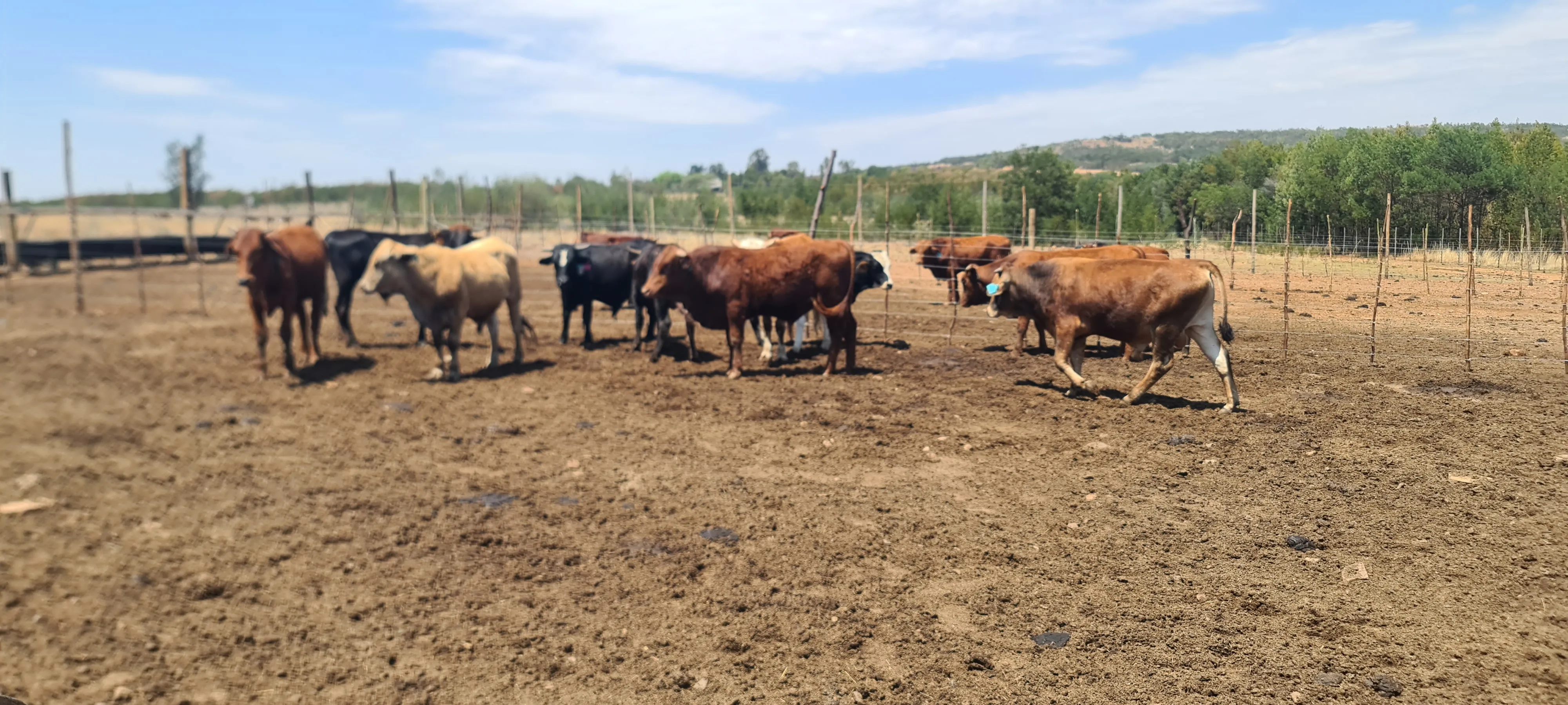 Acacian View Feedlots Gallery Image 6