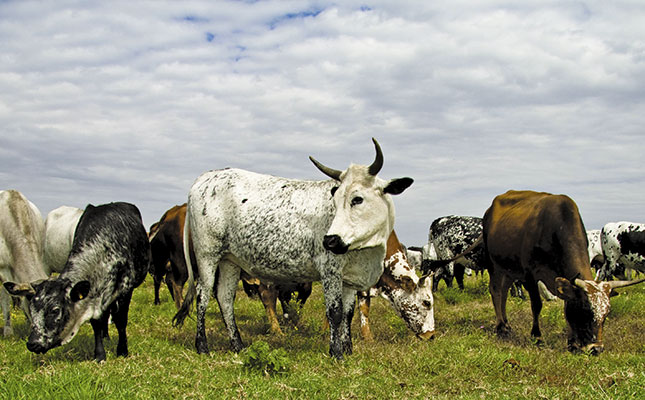 Nguni Cattle Heritage