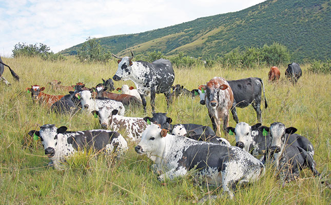 Nguni Cattle Heritage