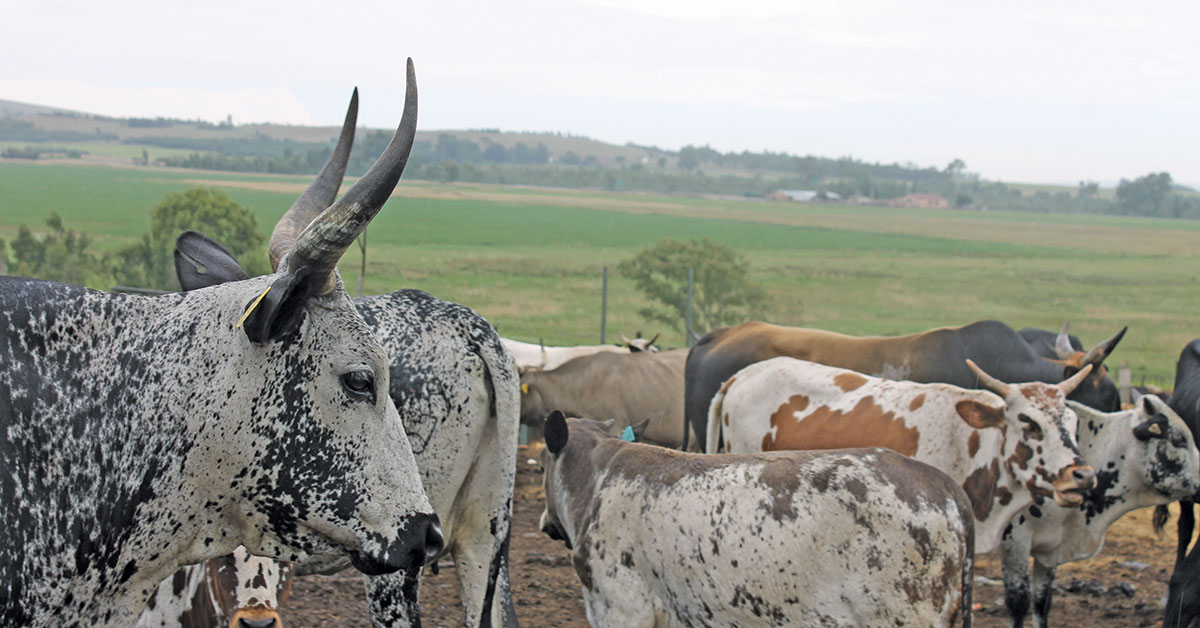 Nguni Cattle Heritage