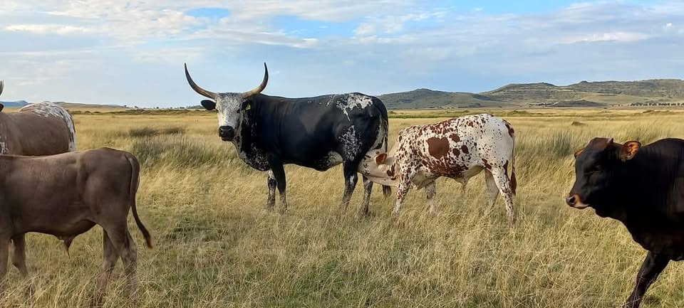 Nguni Cattle Heritage